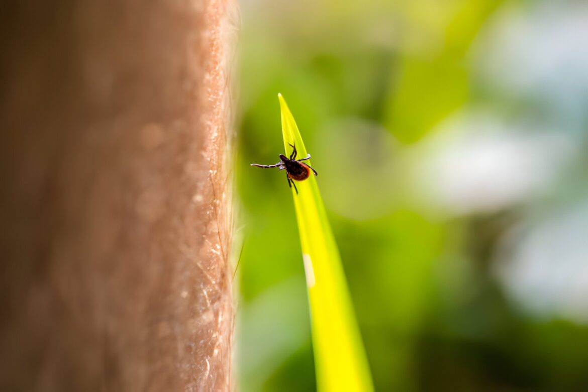 Kā vēža pētījumi maina Laima slimības ārstēšanu