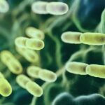 Ekspertai, kuriantys imunitetą stiprinančias terapijas tuberkuliozei gydyti