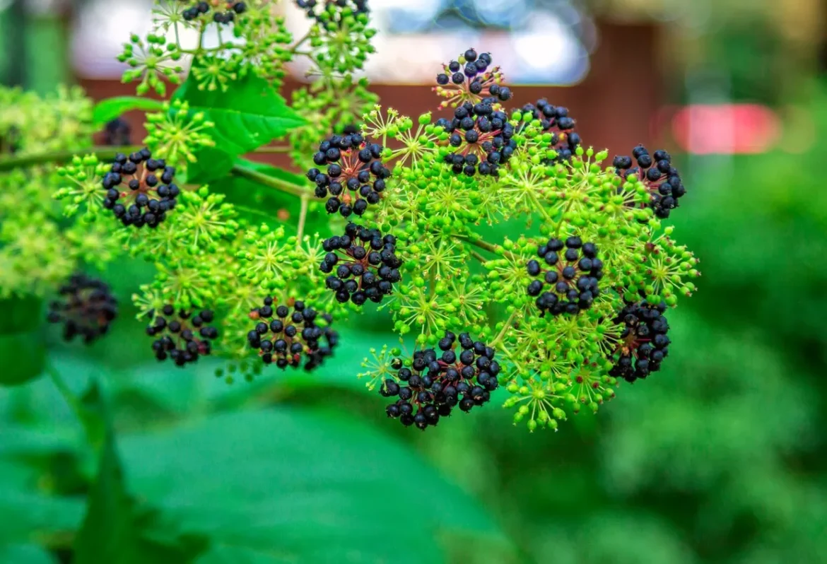 Aralia manchurian: žeņšeņa aizstājējs

Paskaidrojums:

– **Aralia manchurian** latviešu valodā visbiežāk tiek saukta par **mandžūrijas arāliju**. Ja nepieciešams veidot botānisku vai farmaceitisku nosaukumu, ieteicams saglabāt šo terminu: **mandžūrijas arālija**.
– **Alternatyva ženšeniui** lietots iespējams, lai norādītu uz funkciju (“alternatīva žeņšeņam” jeb “žeņšeņa aizstājējs”). Ja informācija paredzēta medicīnas vai fitoterapijas kontekstam, piemērotākais apzīmējums ir “žeņšeņa aizstājējs”.

Pilns, terminoloģiski korekts tulkojums:

**Mandžūrijas arālija: žeņšeņa aizstājējs**