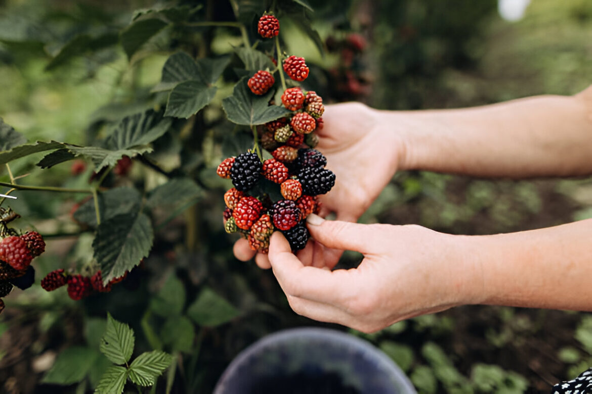 Ogas priekšrocības veselībai

Papildu paskaidrojums: Lietuviešu valodā “gervuogė” nozīmē “kazene” (Rubus fruticosus). Tātad, precīzāk un terminoloģiski pareizi būs:

Kazenes ieguvumi veselībai

Šis tulkojums ir gan gramatiski pareizs, gan piemērots veselības, uztura vai zinātniskajam kontekstam.